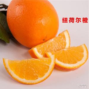 綠爾果汁 價格、型號與選購指南，助您品味新鮮水果零售的健康之選