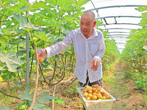 河北望都 種下無花果，結出“致富果”